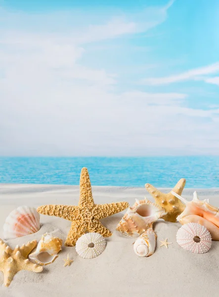 Sea shells with copy space Stock Image