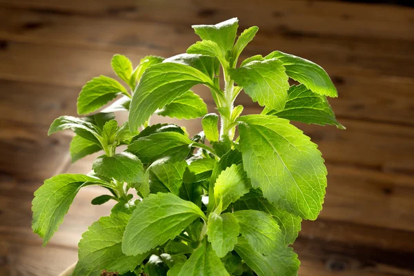 Malá rostlina stevia — Stock fotografie