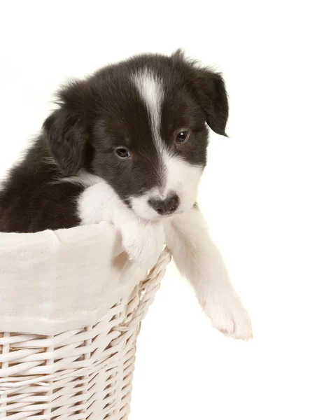 Adorable puppy — Stock Photo, Image