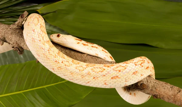 Бычья змея вокруг ветки — стоковое фото