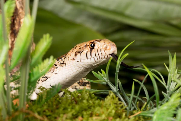 Serpiente oculta — Foto de Stock