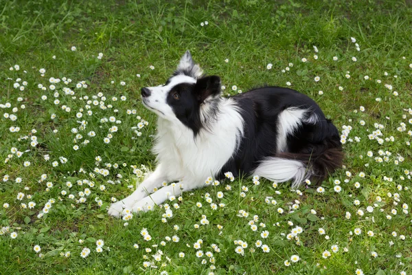Collie batas dalam bidang daisy — Stok Foto