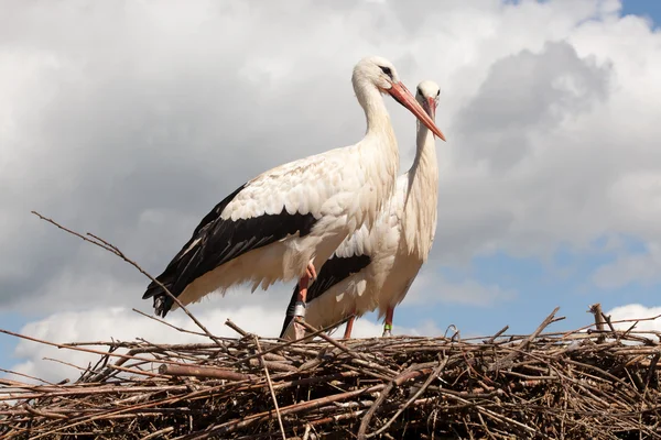 Ooievaars op hun nest — Stockfoto