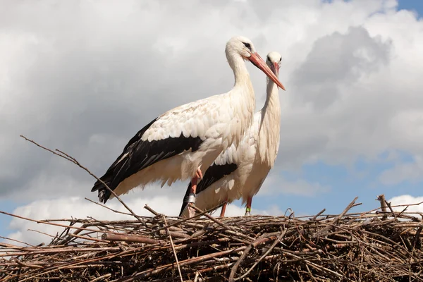 Cegonhas no ninho — Fotografia de Stock