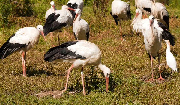 Colónia de cegonha — Fotografia de Stock