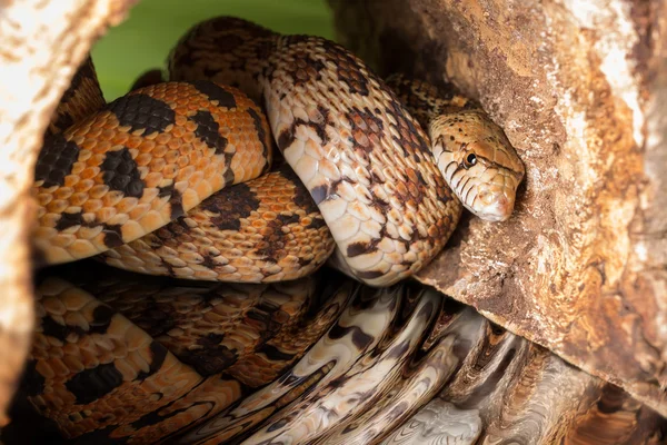 Hiding adult bullsnake — Stock Photo, Image