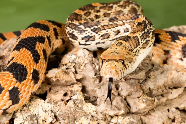 Detalle lengua serpiente — Foto de Stock