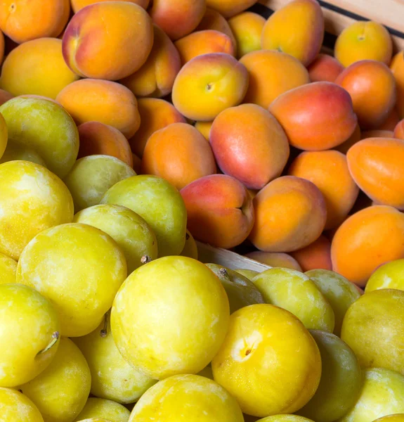 Plums and fresh apricots — Stock Photo, Image