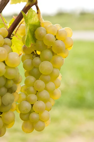 Gran racimo de uvas — Foto de Stock