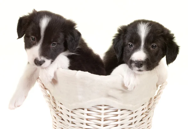 Twin border collie puppies — Stock Photo, Image