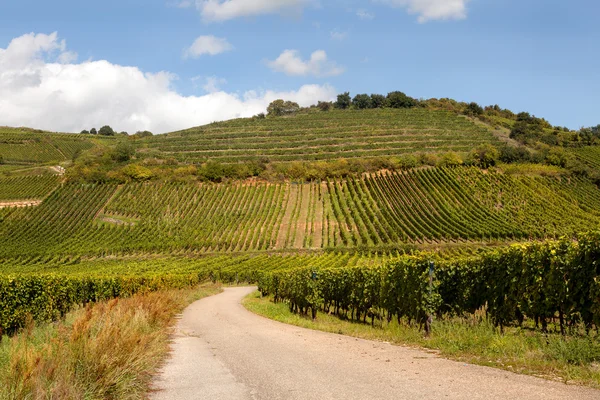 Strada del vino in Alsazia — Foto Stock