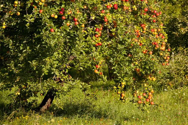 Apple tree closeup — Stock Photo, Image