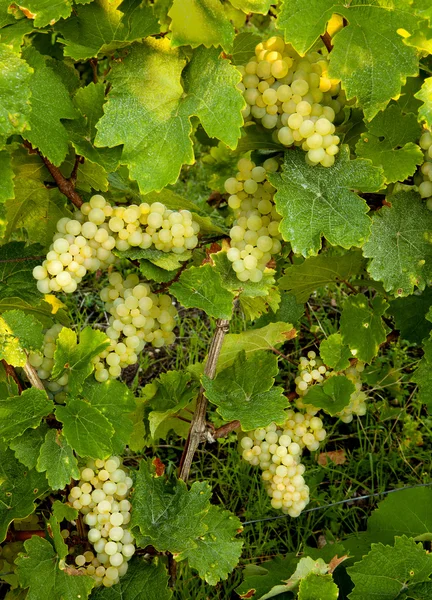 Uvas antes de la cosecha —  Fotos de Stock