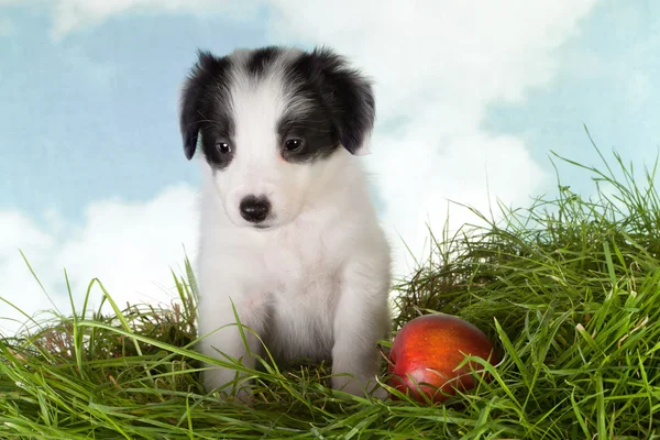 Chiot de berger dans le jardin — Photo