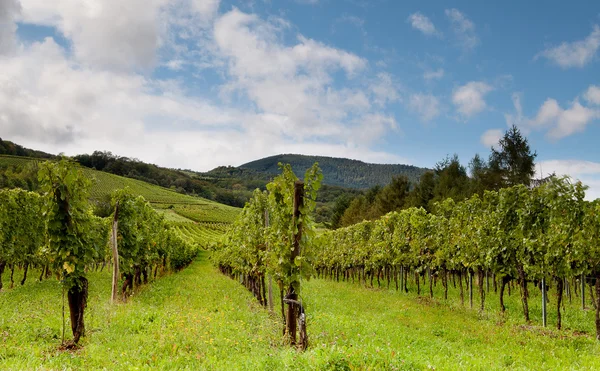 Blauwe hemel en Franse wijngaarden — Stockfoto