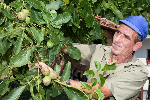 Oude boer met walnut tree — Stockfoto