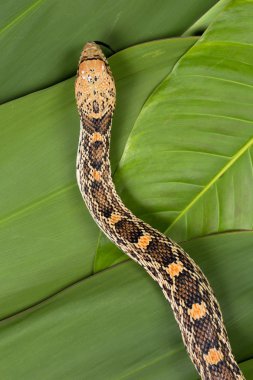 bullsnake yapraklarda