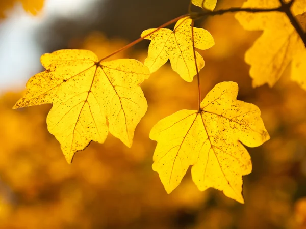 Podzimní nádhera — Stock fotografie