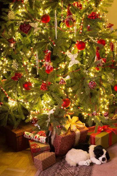 Cachorro bajo el árbol de Navidad — Foto de Stock