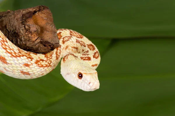 Snake Cleup — стоковое фото