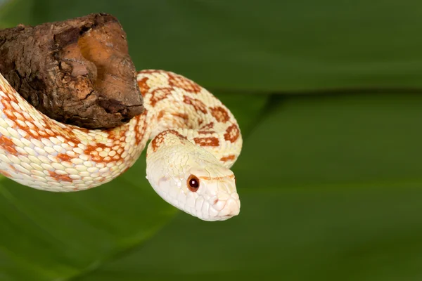 Orm närbild — Stockfoto