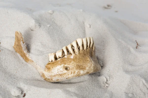 令人毛骨悚然的头骨在沙子里 — 图库照片
