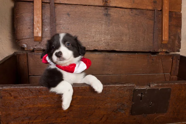 Cachorro con Navidad — Foto de Stock