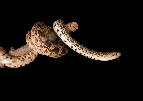 Serpente isolato — Foto Stock