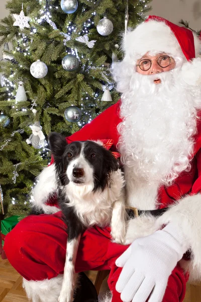 Köpek Noel — Stok fotoğraf