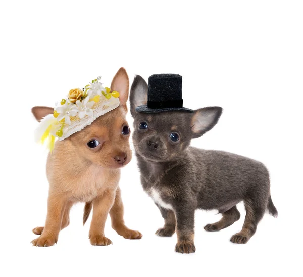 Dog wedding — Stock Photo, Image
