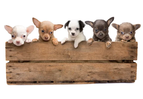 Κιβώτιο γεμάτο σκυλιά — Φωτογραφία Αρχείου