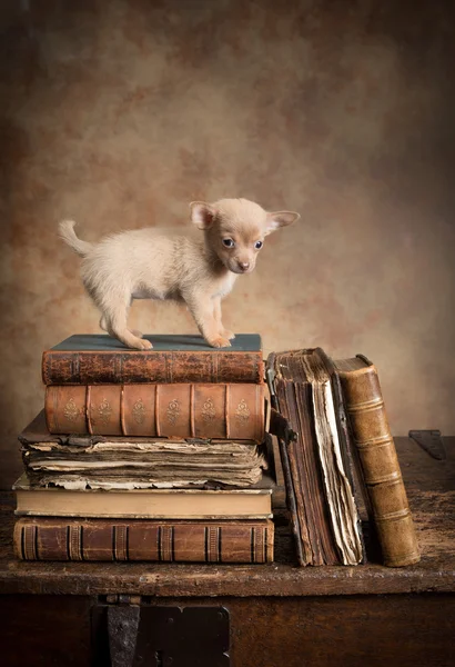 Puppy dog on vintage books — Stock Photo, Image