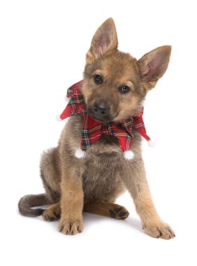 Noel çoban köpek