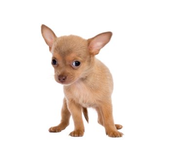 sarışın chihuahua kız