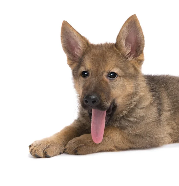 Hund mit langer Zunge — Stockfoto