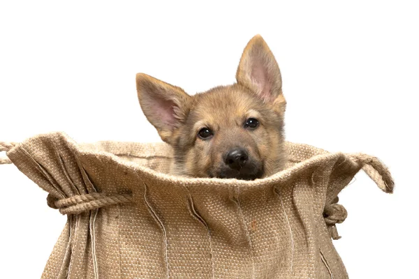 Jüt çuval içinde köpek — Stok fotoğraf