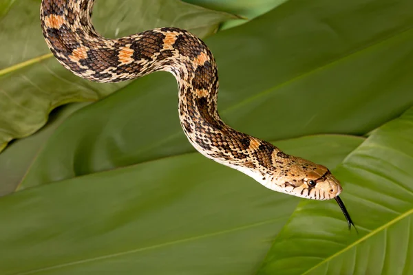 Язык змеи — стоковое фото