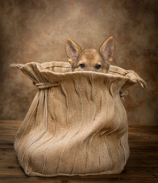 Germand çoban köpek yavrusu gözleri — Stok fotoğraf