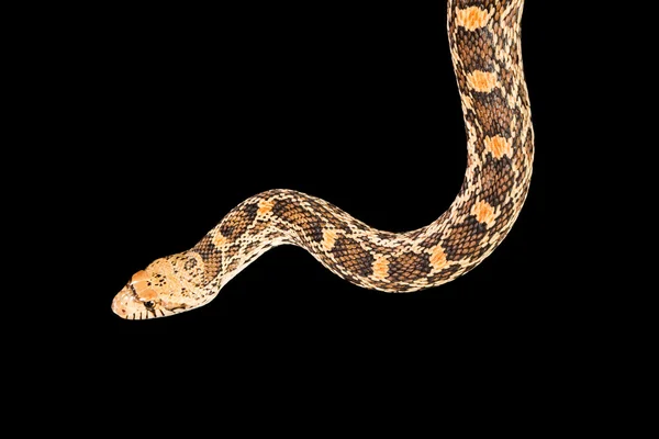 Snake isolated on black — Stock Photo, Image