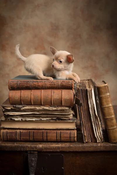 Speelse puppy op oude boeken — Stockfoto