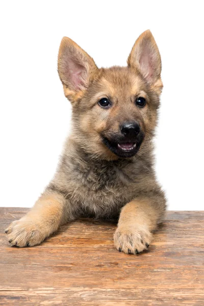 Portrait of a german shepherd — Stock Photo, Image