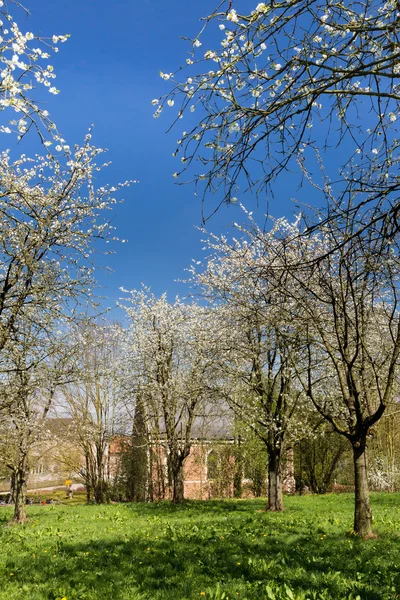 Päronträd i kyrkans trädgård — Stockfoto
