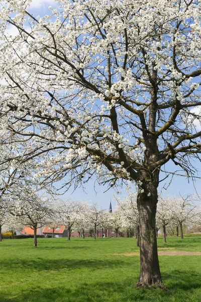 PEAR boomgaard in Vlaanderen — Stockfoto