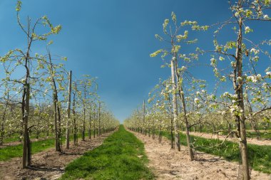 çiçek açan armut ağaçları