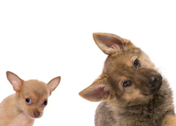 German shepherd and chichuahua puppy — Stock Photo, Image