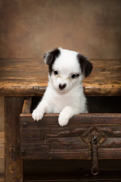 Filhote de cachorro em uma gaveta — Fotografia de Stock