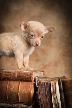 eski kitaplar üzerinde köpek yavrusu