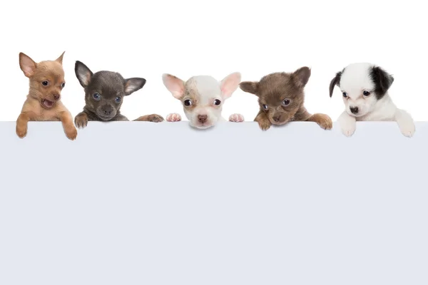 Beş köpek afiş — Stok fotoğraf