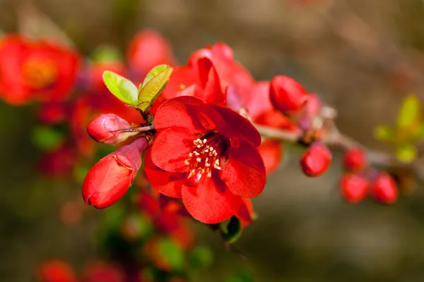 Red springtime blossoms — Stock Photo, Image