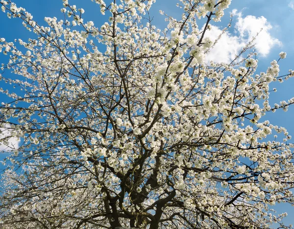 Pear tree in full bloom — Stock Photo, Image